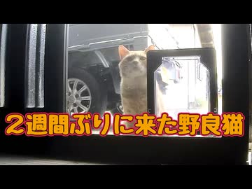 【野良猫】来客 多すぎ…【獣】