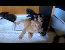 もう爪を取ろうとする子猫 / ブサカワ「オヒョー顔」も初披露