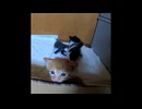 【ショート】子猫たちの思い出（心配したり照れたり）