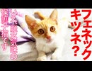 負傷した保護子猫、脱水でフェネックっぽくなる