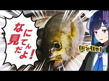 【再投稿】はらへりふたば Vol.2 ｢初夏のイサキ、捌いて炙って食べましょう！｣【双葉湊音】