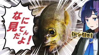 【再投稿】はらへりふたば Vol.2 ｢初夏のイサキ、捌いて炙って食べましょう！｣【双葉湊音】
