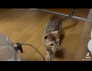 犬みたいな猫