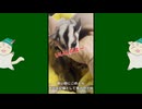 【 #フクロモモンガ 】もうすぐ里子に出る子達の記録【 #おはモモンガ 】