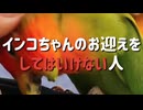 インコちゃんのお迎えをしてはいけない人