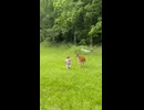 ホモと見る野生動物の怖さを教えてくれる鹿