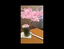 さくらAR抹茶でお花見