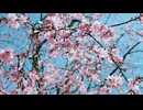 その火が消える前に - 三樹文月 ft. 夏色花梨&小春六花
