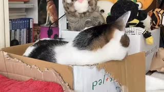 あくびの手前