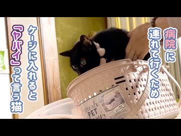 病院連れて行こうとすると「ヤバイ」って言う猫