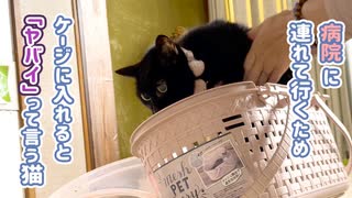 病院連れて行こうとすると「ヤバイ」って言う猫