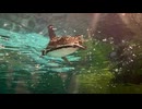 ナイトズー　天王寺動物園　ペンギン　アシカ　白熊