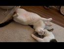 ぺろ