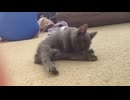 サファイアは自分自身を舐める (2016の動画)