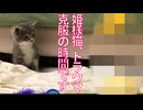 お姫様猫、子猫時代のトラウマ克服に挑