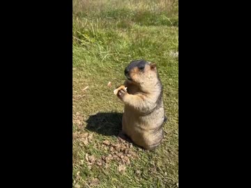 ホモと見るメシがまずくてキレるビーバー