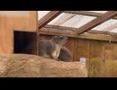 【ローカロリー動画】いてててっ……【キボシイワハイラックス】