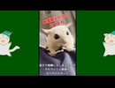 【 #フクロモモンガ 】二刀流おやつ食いを撮り直してみた！【 #おはモモンガ 】