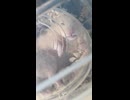 【ハムスター】うちのブサカワちゃん
