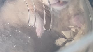 【ハムスター】うちのブサカワちゃん
