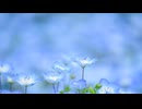 アンネモフィラfeat.初音ミク / 夜瑠璃