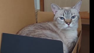 うちのﾈｺﾁｬﾝ3/4