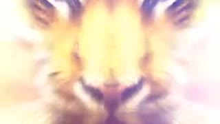 音割れゴールドタイガー