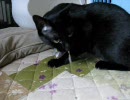 ネズミのおもちゃに興奮・威嚇するねこ