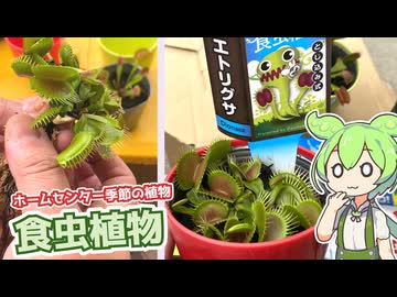 ホームセンターバローで買った季節の草花「食虫植物（598円）」