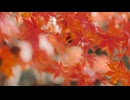 Observing the maple leaves in autumn. 生嶋一生