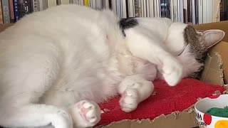 入眠動画