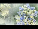 Chillout「残暑お見舞い申し上げます」02009