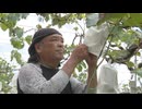 「水揚げ減る　困った」「収穫量増やした」果樹園や漁港で台風対策　生活直撃
