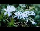 【COVER】ヒトリエ-『3分29秒』written by シノダ