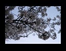 【COVER】n-buna-『白ゆき』written by n-buna