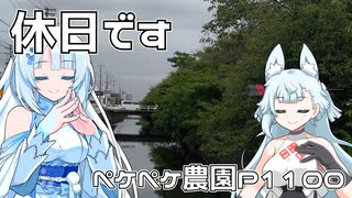 2024年8月27日　農作業日誌P1100　今日は雨が降っていたので休日ですね
