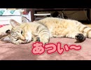 昼のパトロール休業のようです