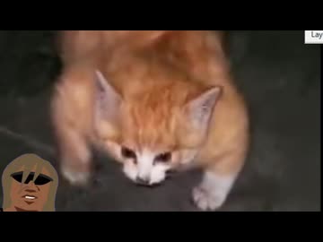 ホモと見るムッキムキになってしまう猫