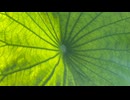 Photographing lotus leaves and flowers. 鈴木功三