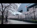 Sakura, flowers that only bloom in Japan. リーウェイジャパン株式会社