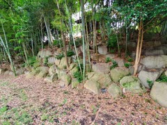 【大岡】三河国山崎城 令和6年(2024) 晩夏