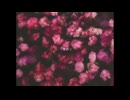『夭折』/ 鵺 feat. 初音ミク