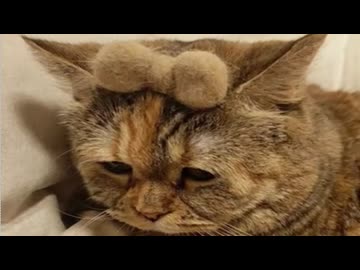 ホモと見るみんな大好きな例の猫