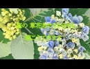 Chillout「残暑お見舞い申し上げます」歌唱なし・02009-B