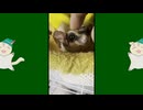 【 #フクロモモンガ 】甘いものと薬を混ぜても飲まない子！【 #おはモモンガ 】#ボツ動画