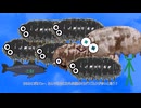 砂浜にダンゴムシはいるのか？