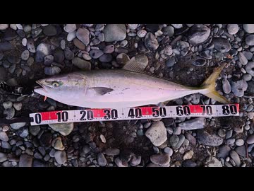 裏命で釣り。Vol.5のおまけ　サーフブリのフルファイト