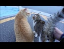 茶トラ猫がいたのでナデナデしていたら他の子猫も撫でられにやって来た