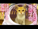 負傷した保護子猫、足の怪我が治る