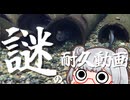 謎の耐久動画part3